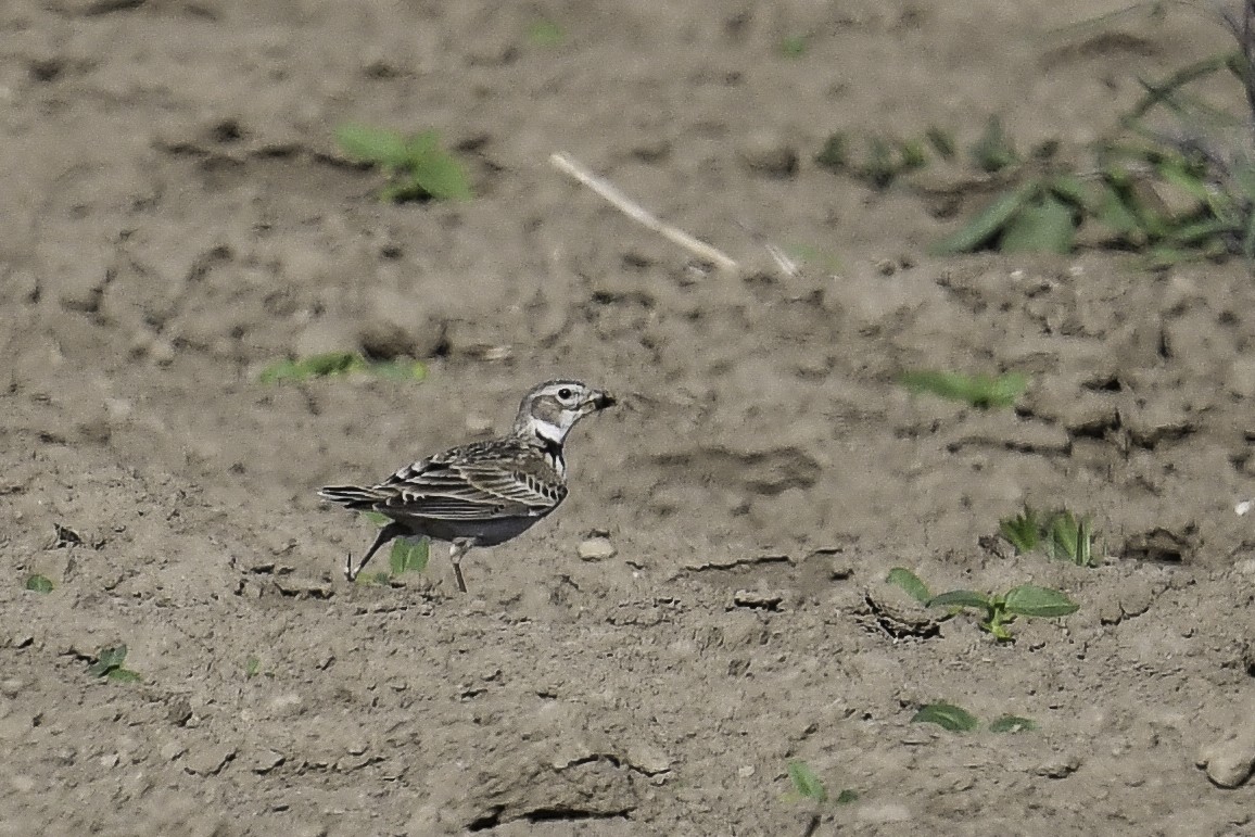 Calandra Lark - ML448806041