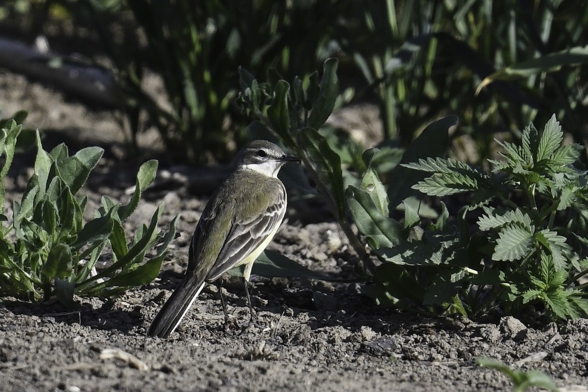 Western Yellow Wagtail (flava/beema) - ML448806051