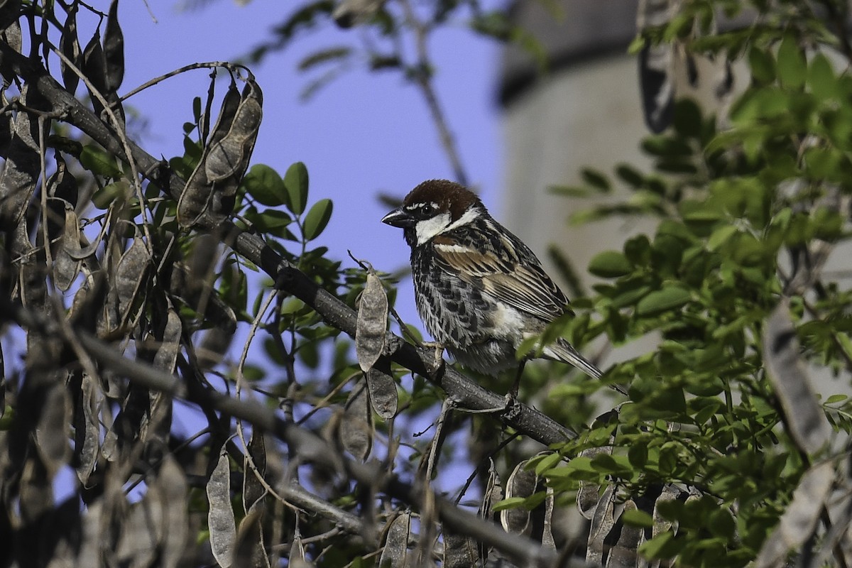 Spanish Sparrow - ML448806471