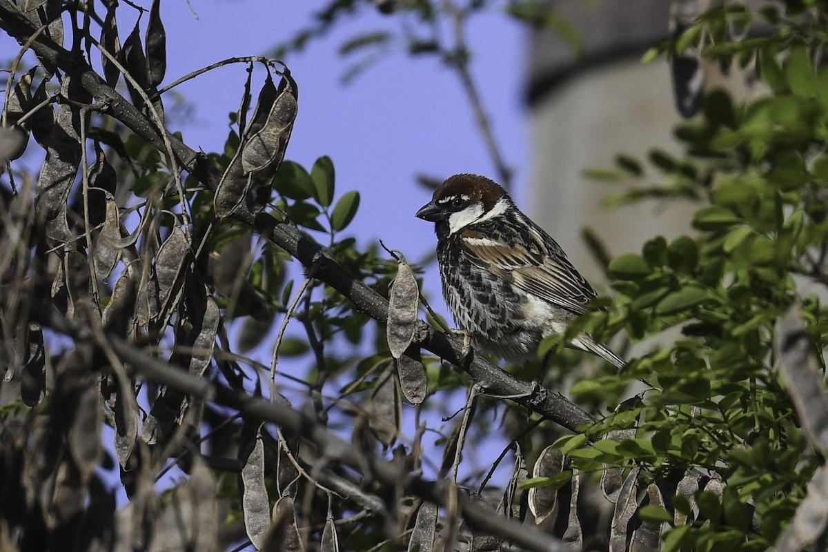 Spanish Sparrow - ML448806531
