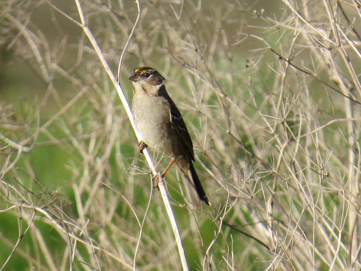 Golden-crowned Sparrow - Gayle Dangers-Meusel