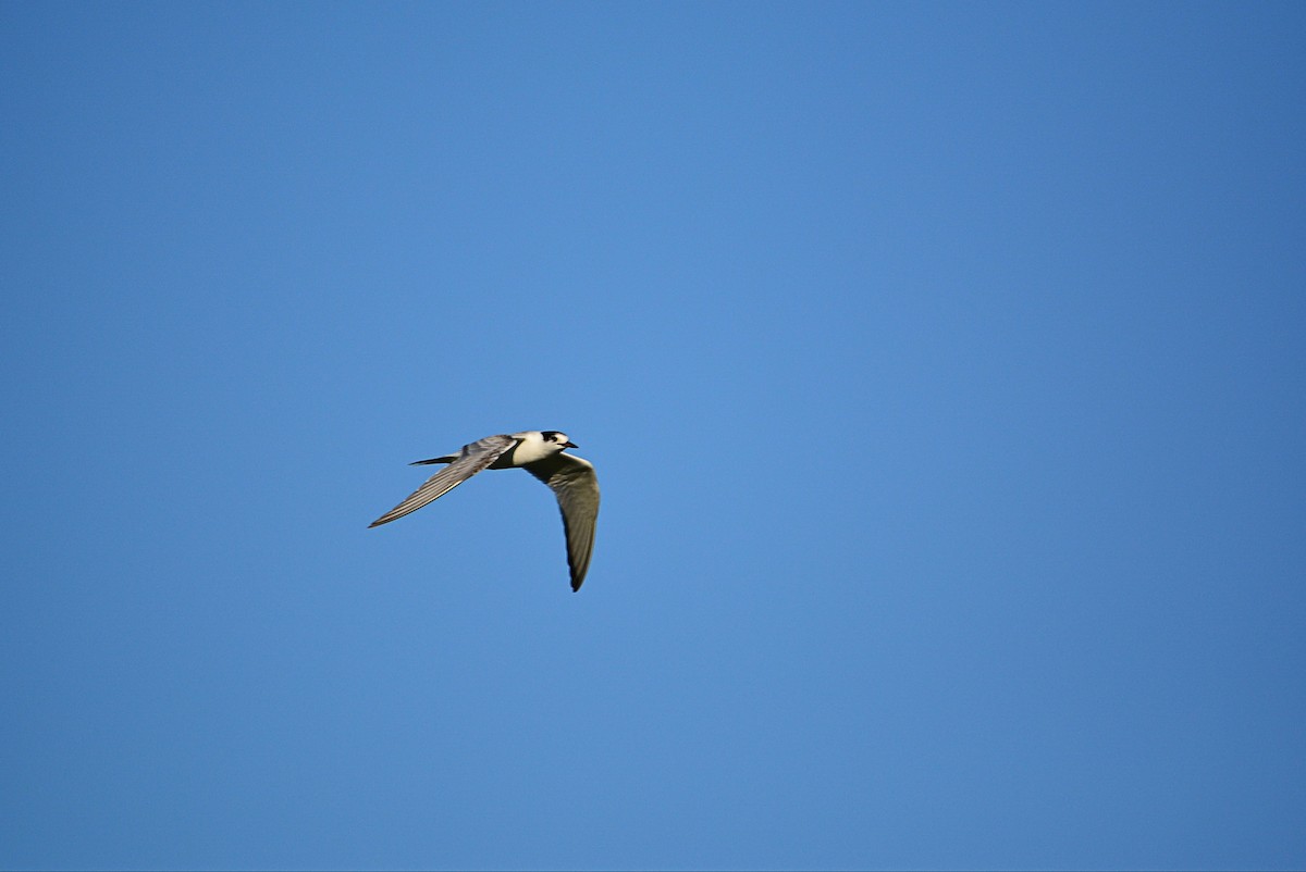 Common Tern - ML448807861