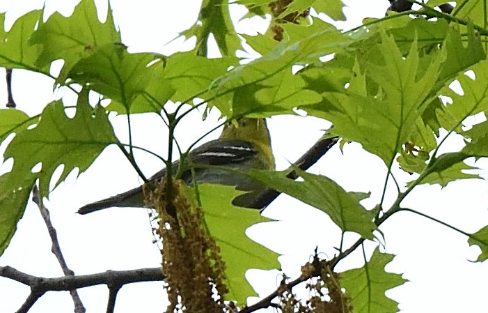 Yellow-throated Vireo - ML448808361