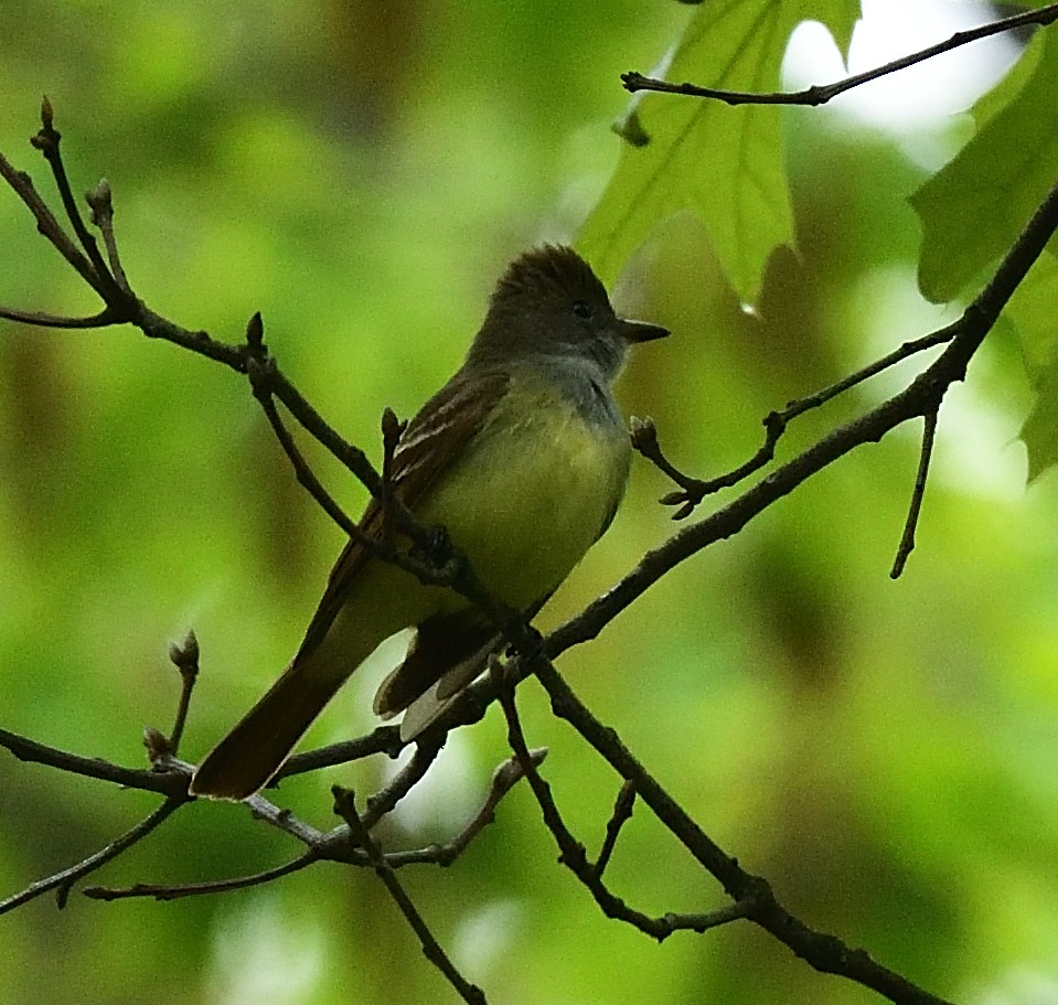 Great Crested Flycatcher - ML448808371
