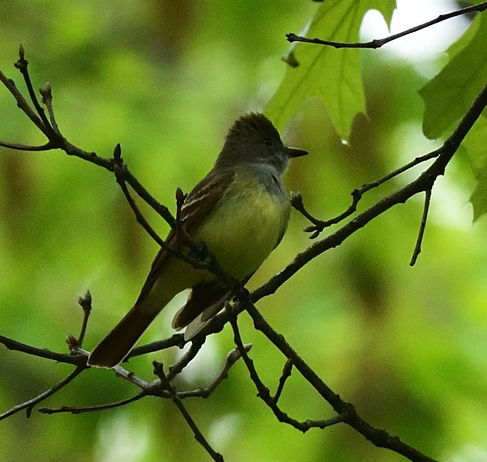 Great Crested Flycatcher - Cesar Castillo