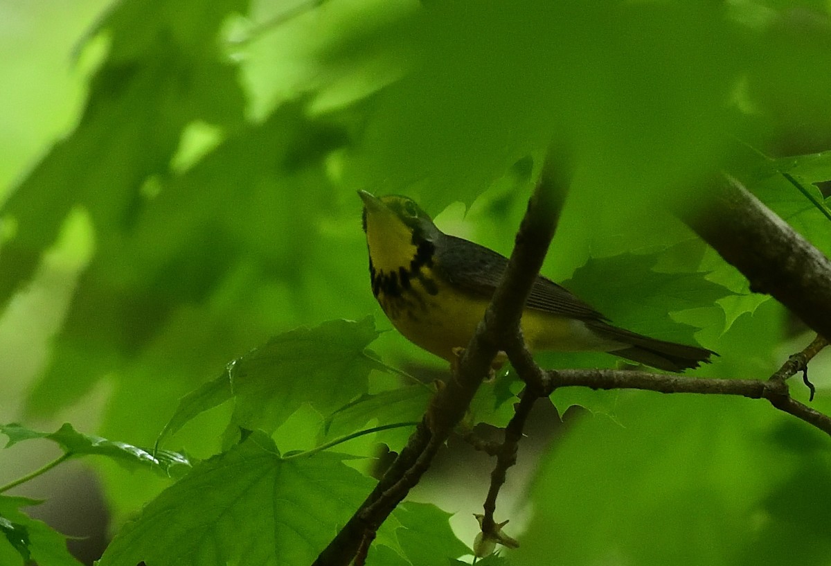 Canada Warbler - ML448808381