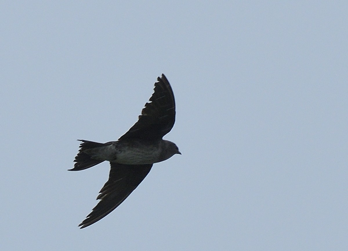 Purple Martin - Cesar Castillo