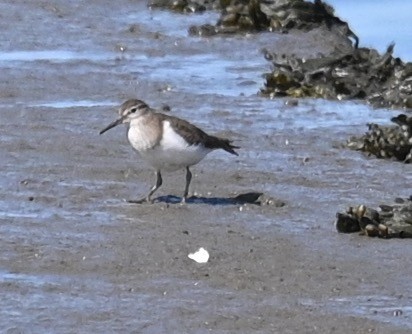 strandsnipe - ML448809981