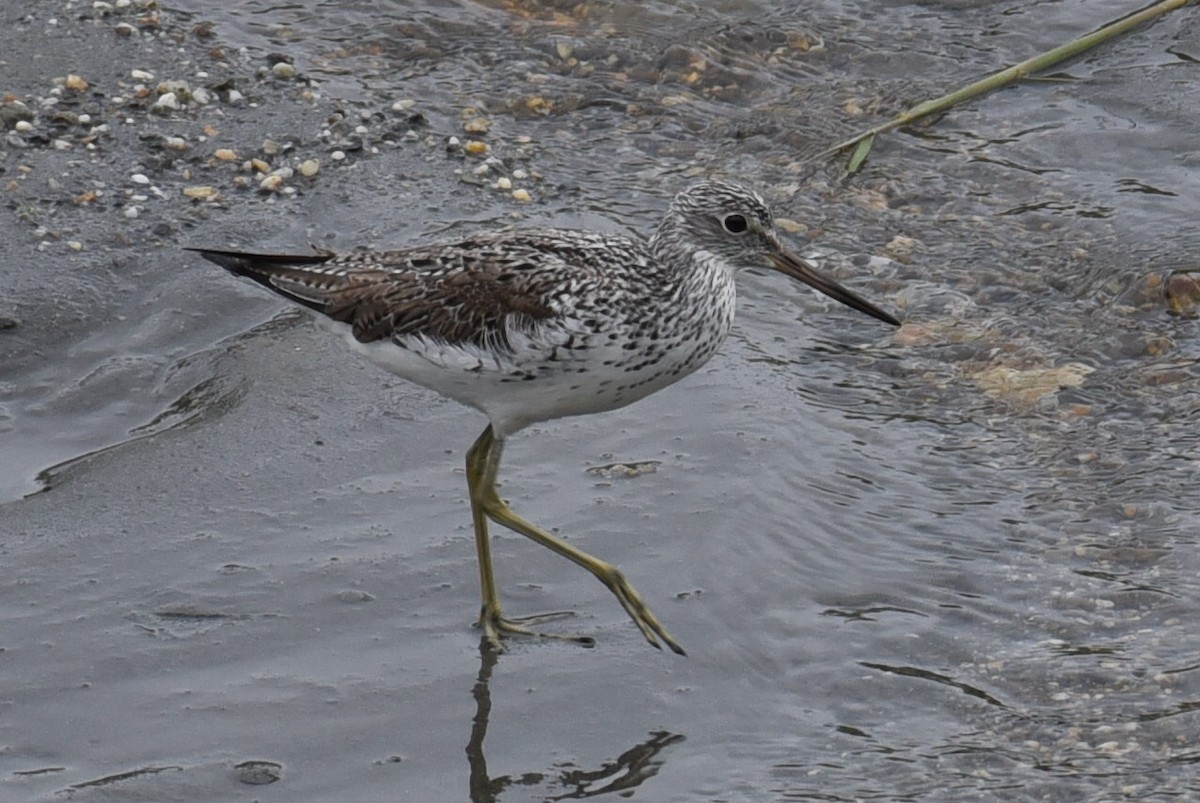 Common Greenshank - ML448811961