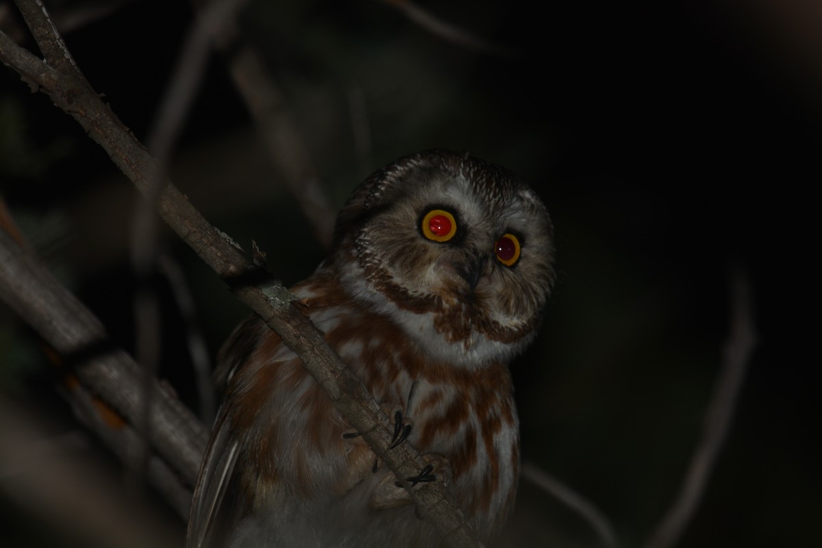 Northern Saw-whet Owl - ML448813261