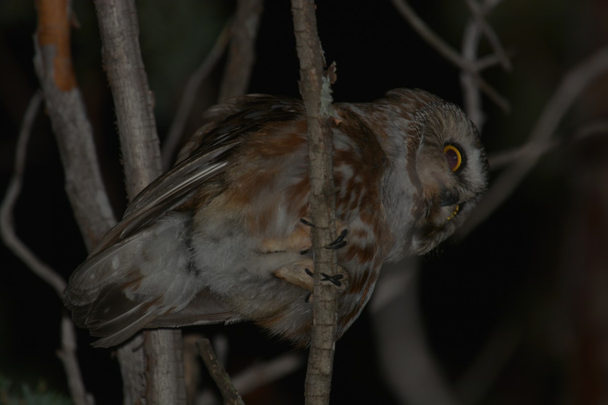 Northern Saw-whet Owl - ML448813271