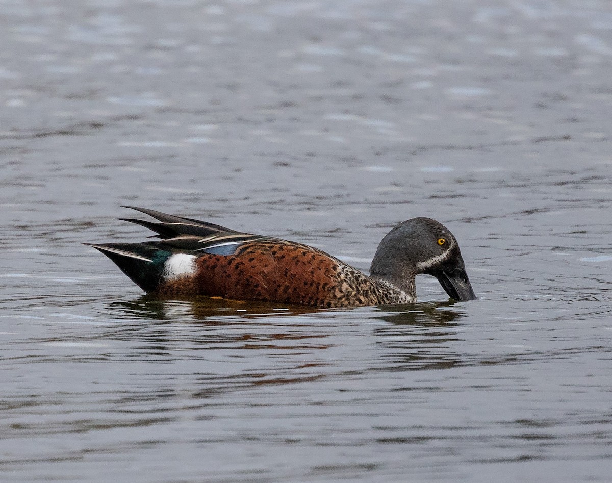 Australasian Shoveler - David Chang