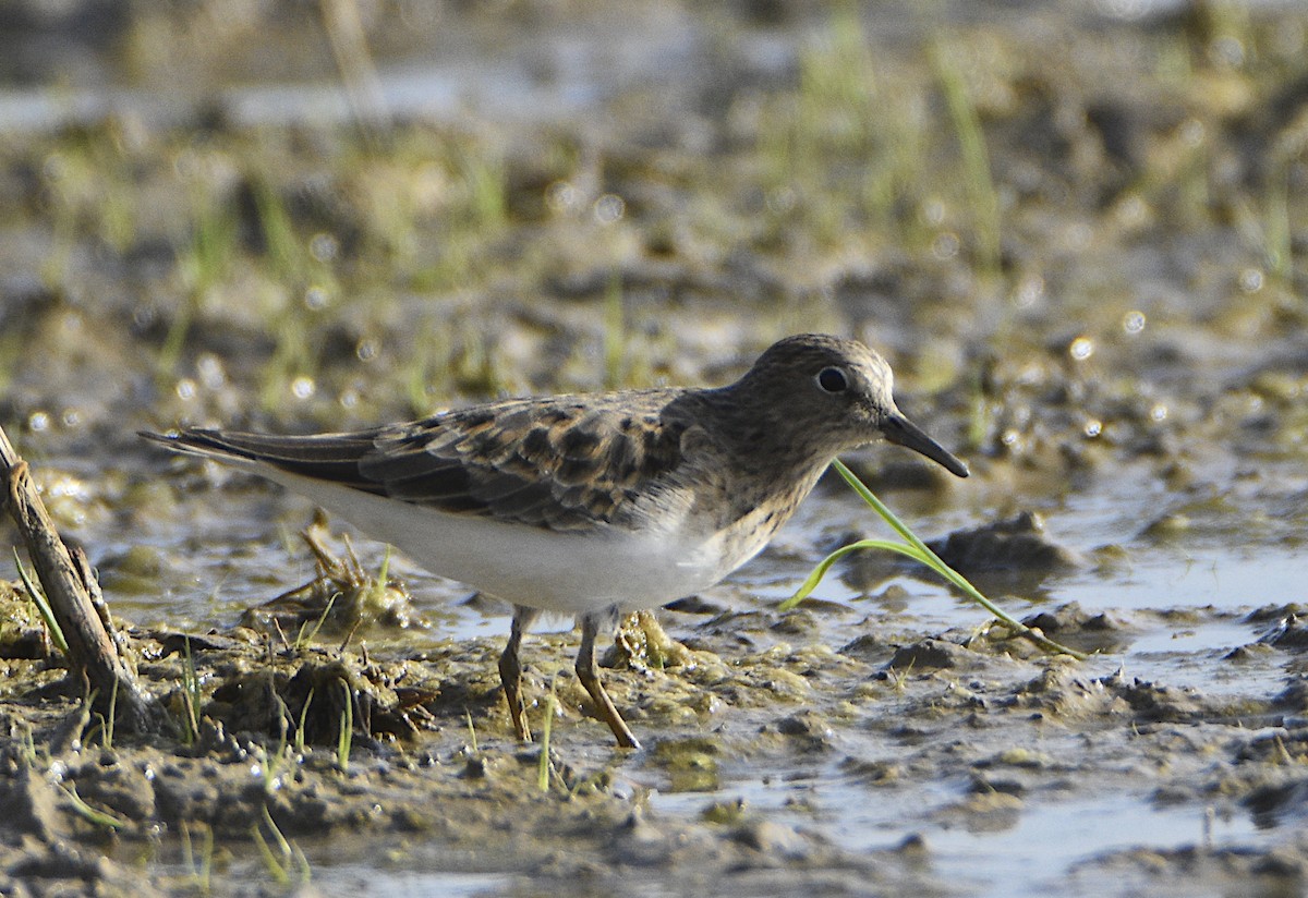 Temminck's Stint - ML448818131