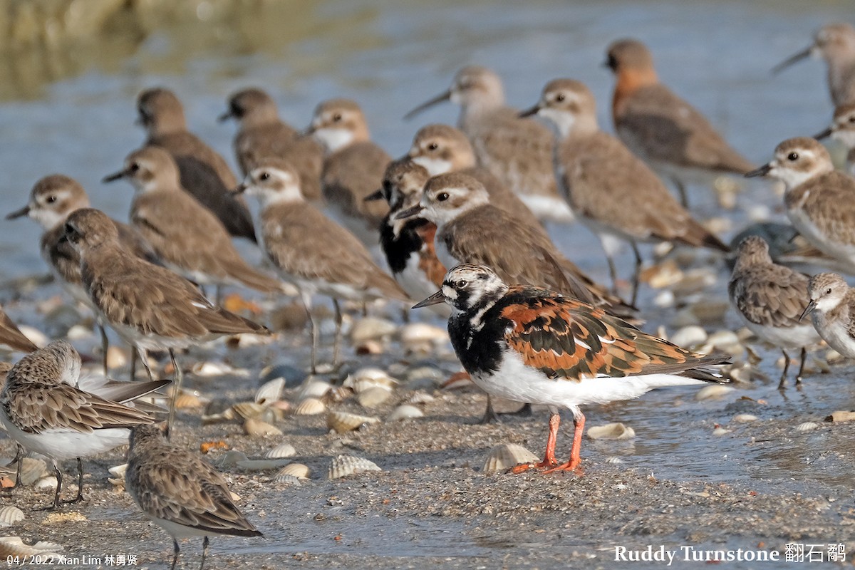 Ruddy Turnstone - ML448819841