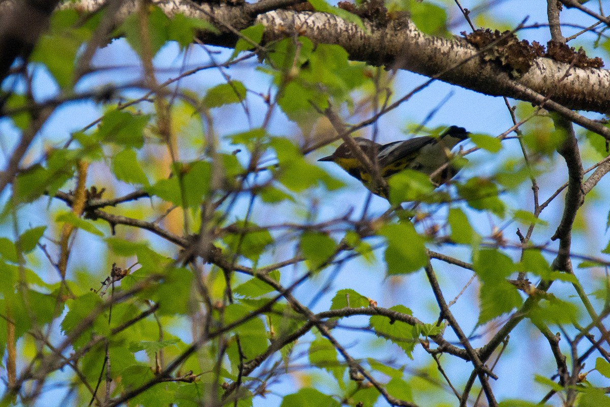 Magnolia Warbler - David Gulick