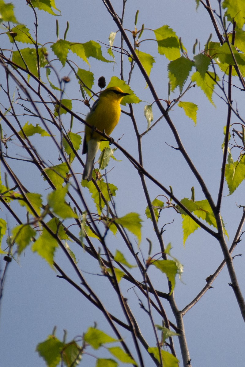 Blauflügel-Waldsänger - ML448820541