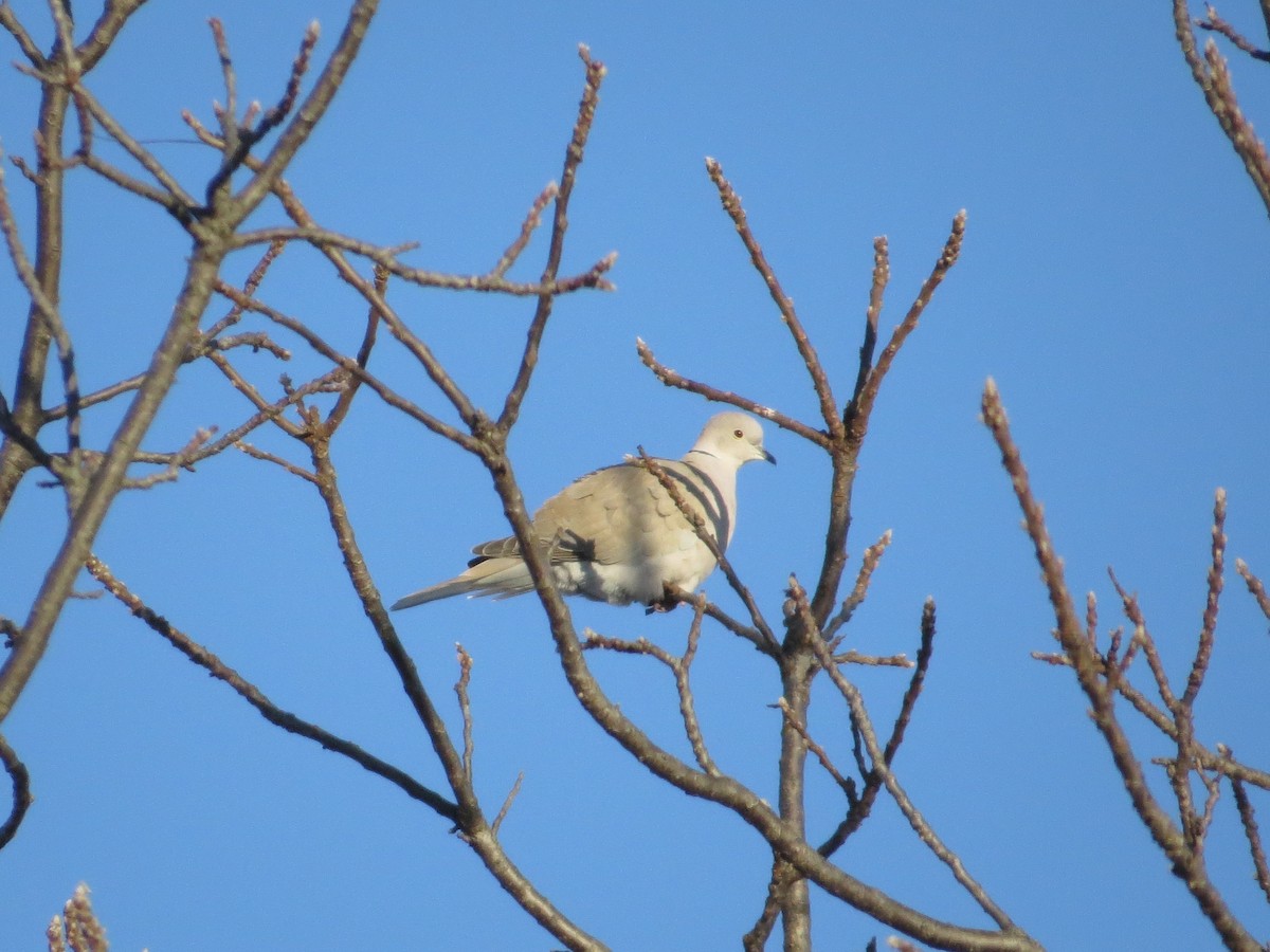 Eurasian Collared-Dove - Ron Bicknell