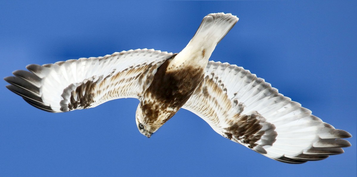 Rough-legged Hawk - Keith Lowe