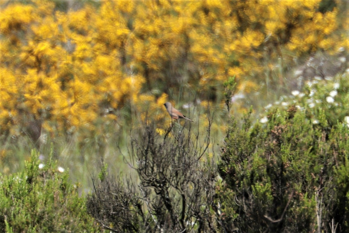 Spectacled Warbler - ML448822381