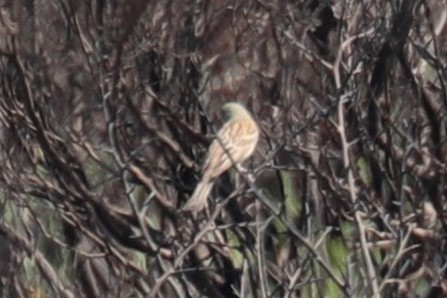 Ortolan Bunting - ML448822401