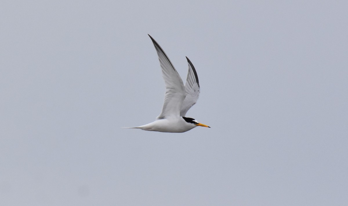 Little Tern - Jose Paulo Monteiro