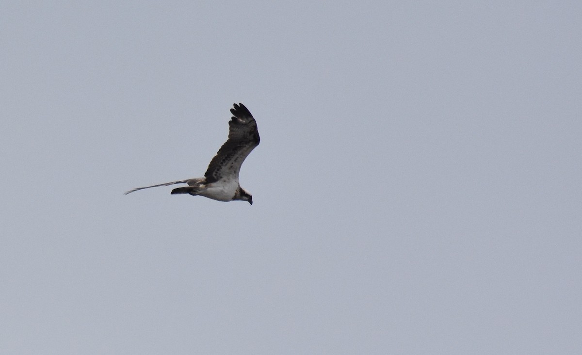 Osprey - Jose Paulo Monteiro