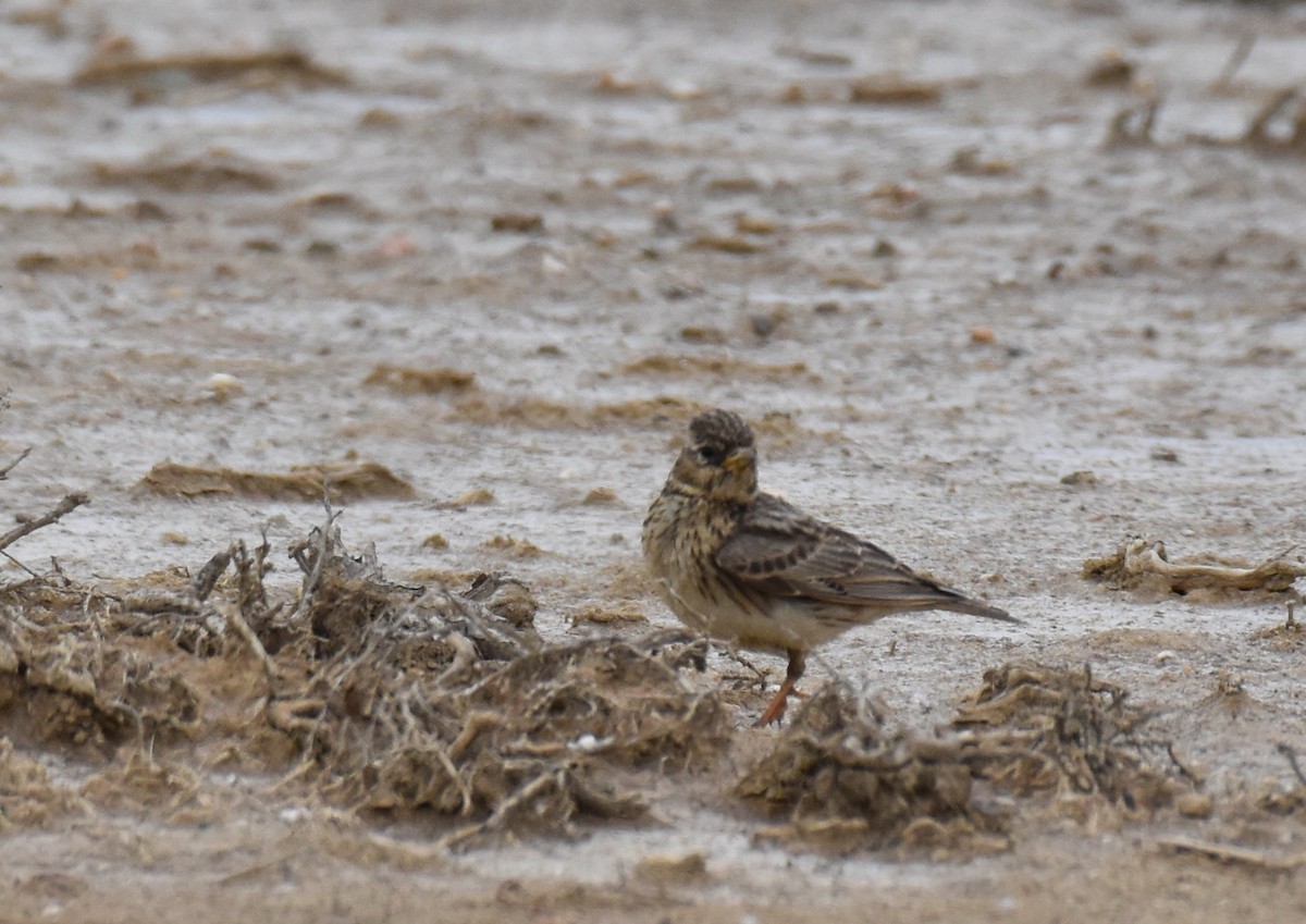 Mediterranean Short-toed Lark - Jose Paulo Monteiro