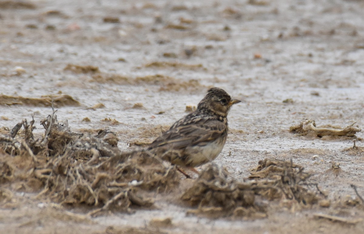 Mediterranean Short-toed Lark - Jose Paulo Monteiro