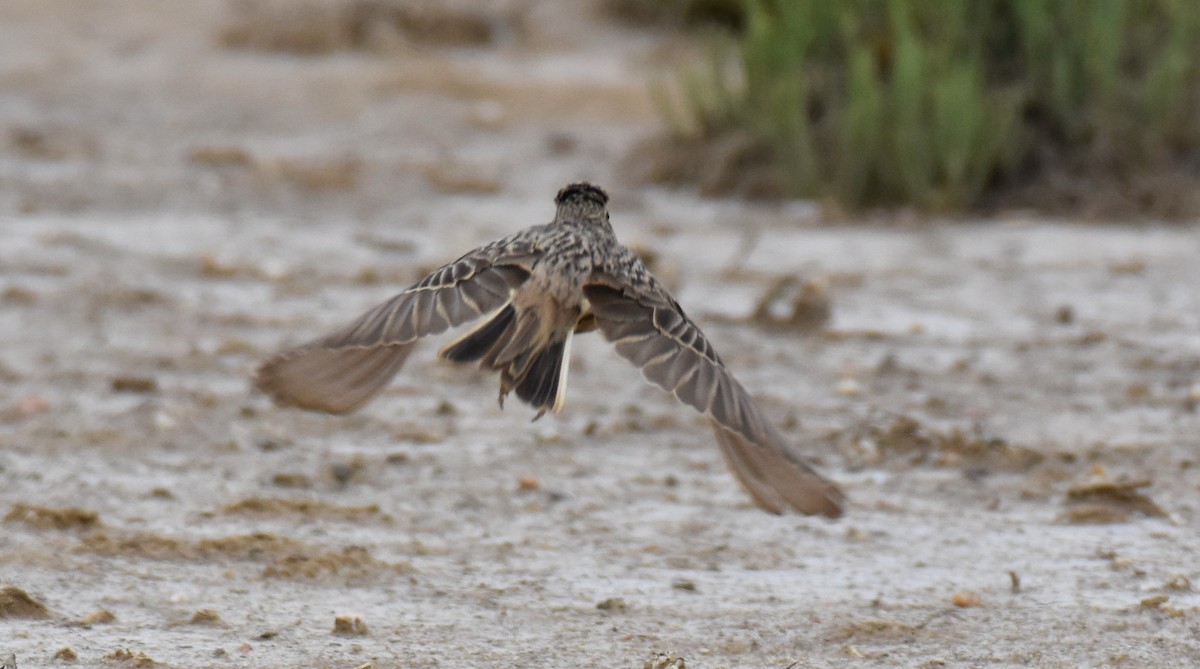 Mediterranean Short-toed Lark - Jose Paulo Monteiro