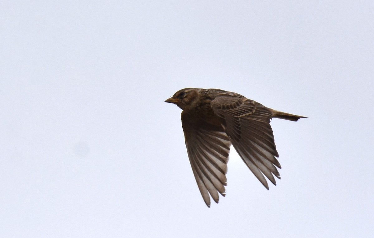 Mediterranean Short-toed Lark - Jose Paulo Monteiro