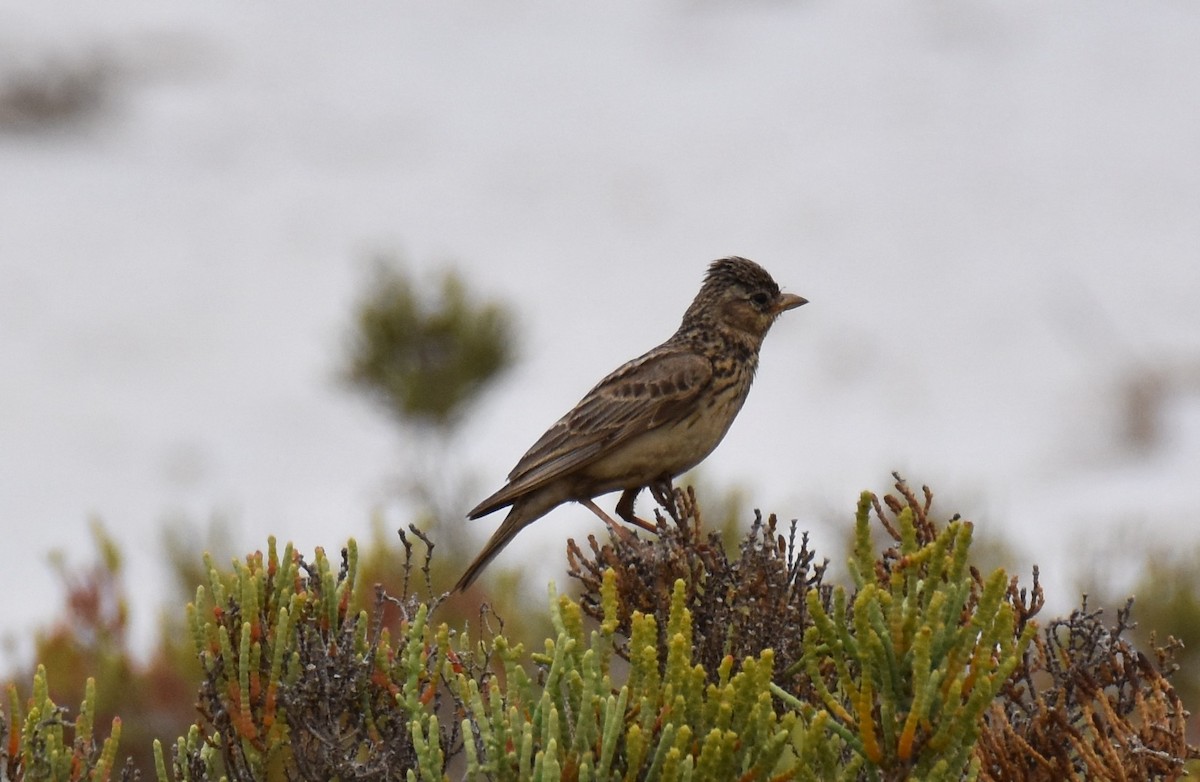 Mediterranean Short-toed Lark - Jose Paulo Monteiro