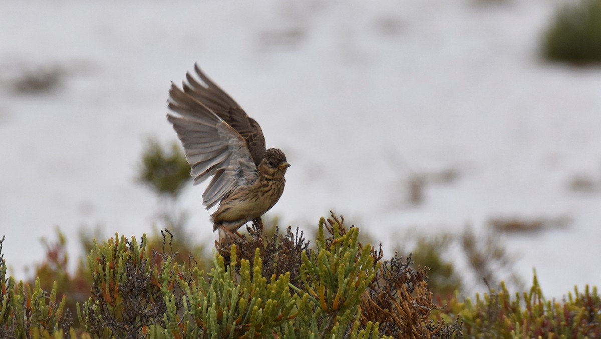 Mediterranean Short-toed Lark - ML448823171