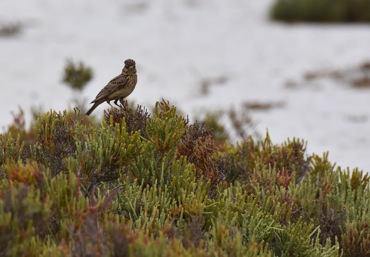 Mediterranean Short-toed Lark - Jose Paulo Monteiro