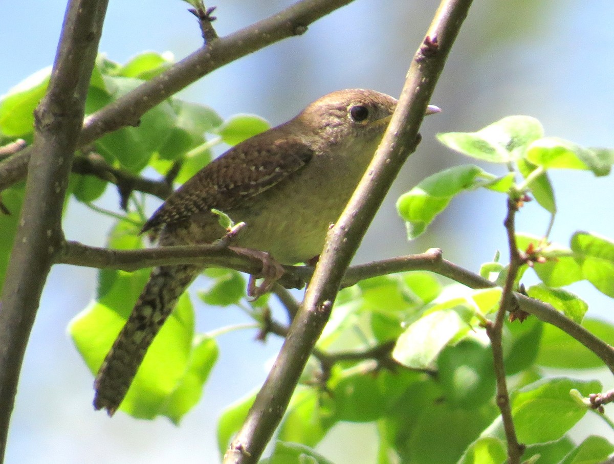 House Wren - ML448824011