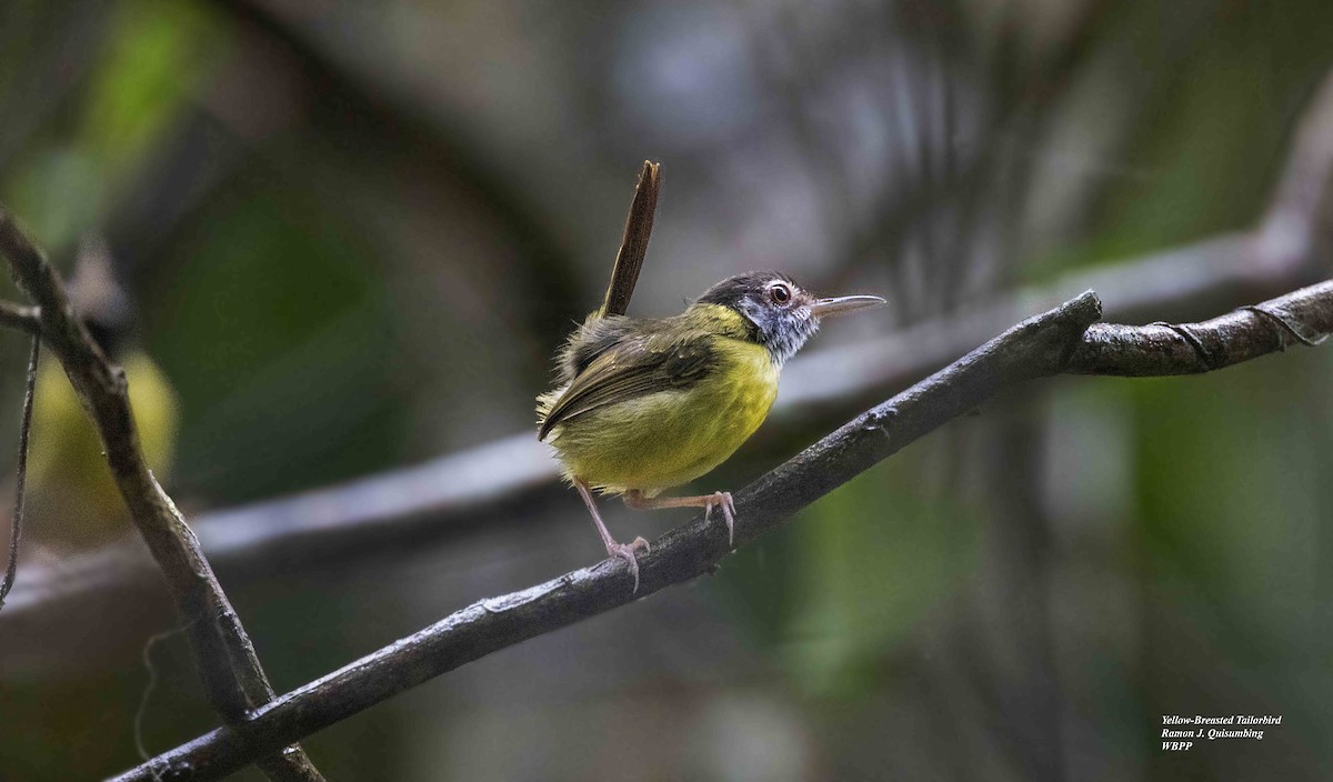 Yellow-breasted Tailorbird - Ramon Quisumbing