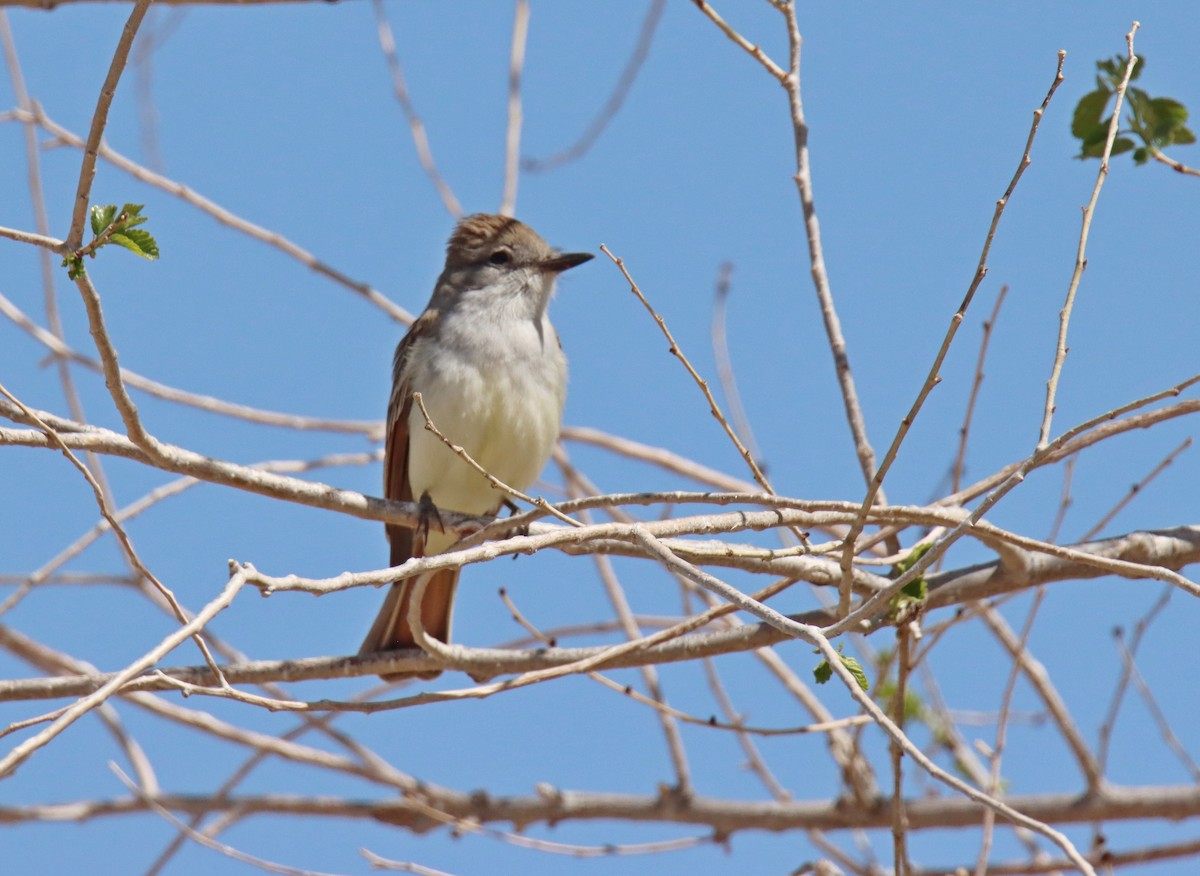 Ash-throated Flycatcher - ML448825021