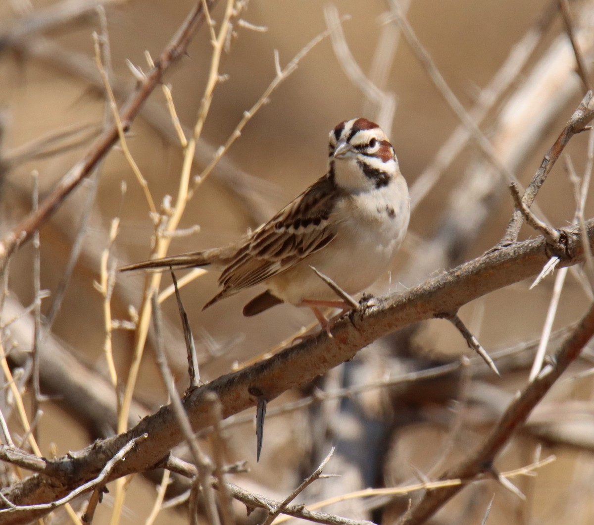Lark Sparrow - ML448825241