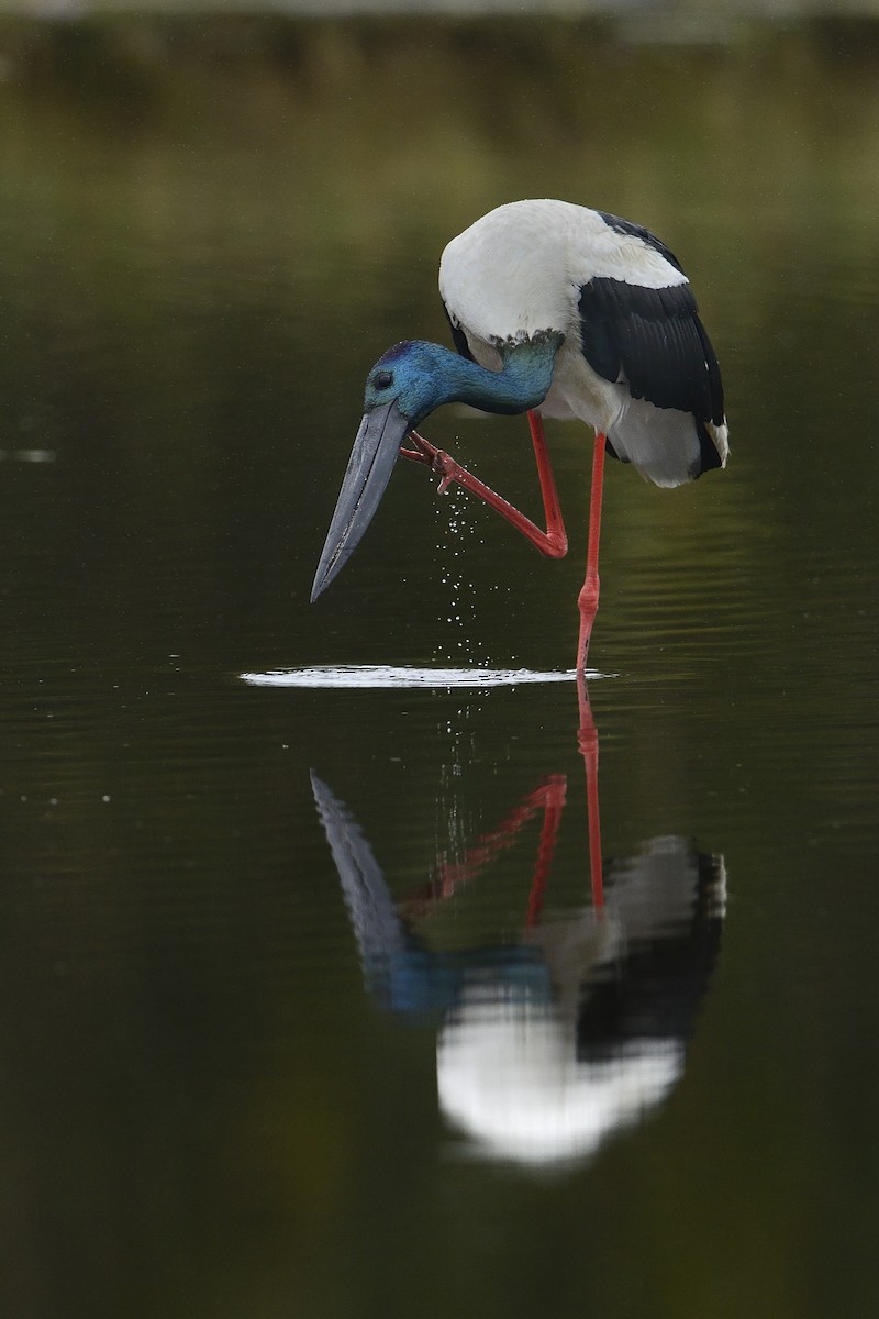 Black-necked Stork - ML448826721