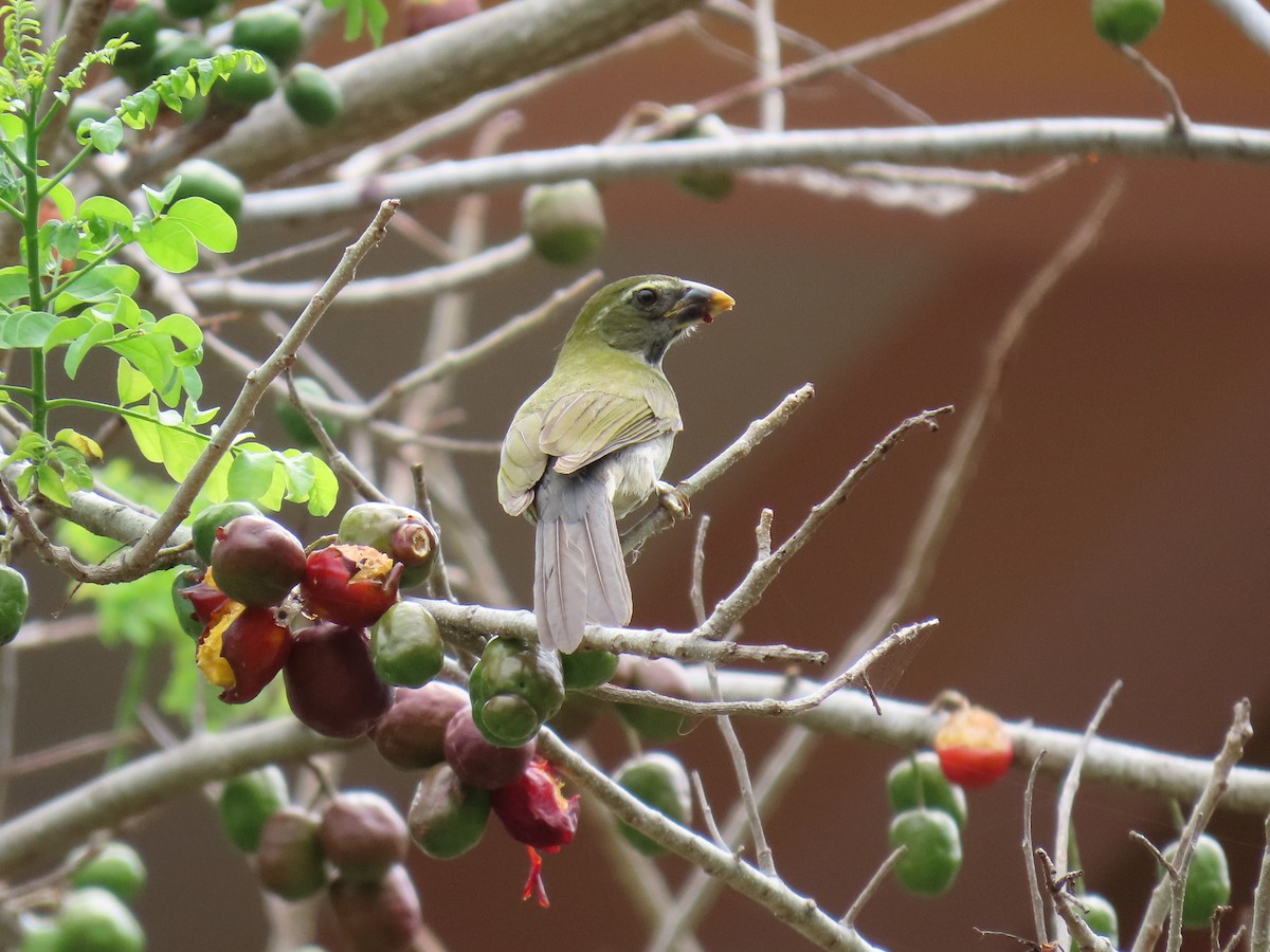 Lesser Antillean Saltator - Stephen Younger