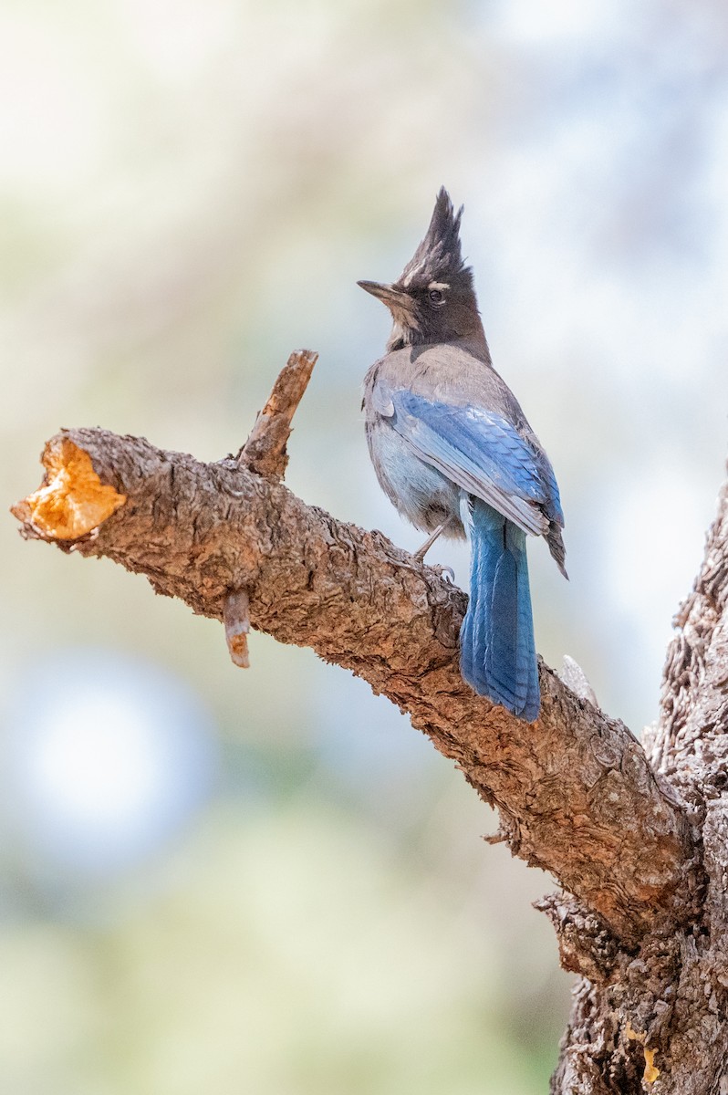 Steller's Jay - ML448827701