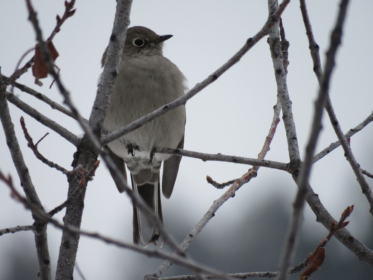 Solitario Norteño - ML44882901