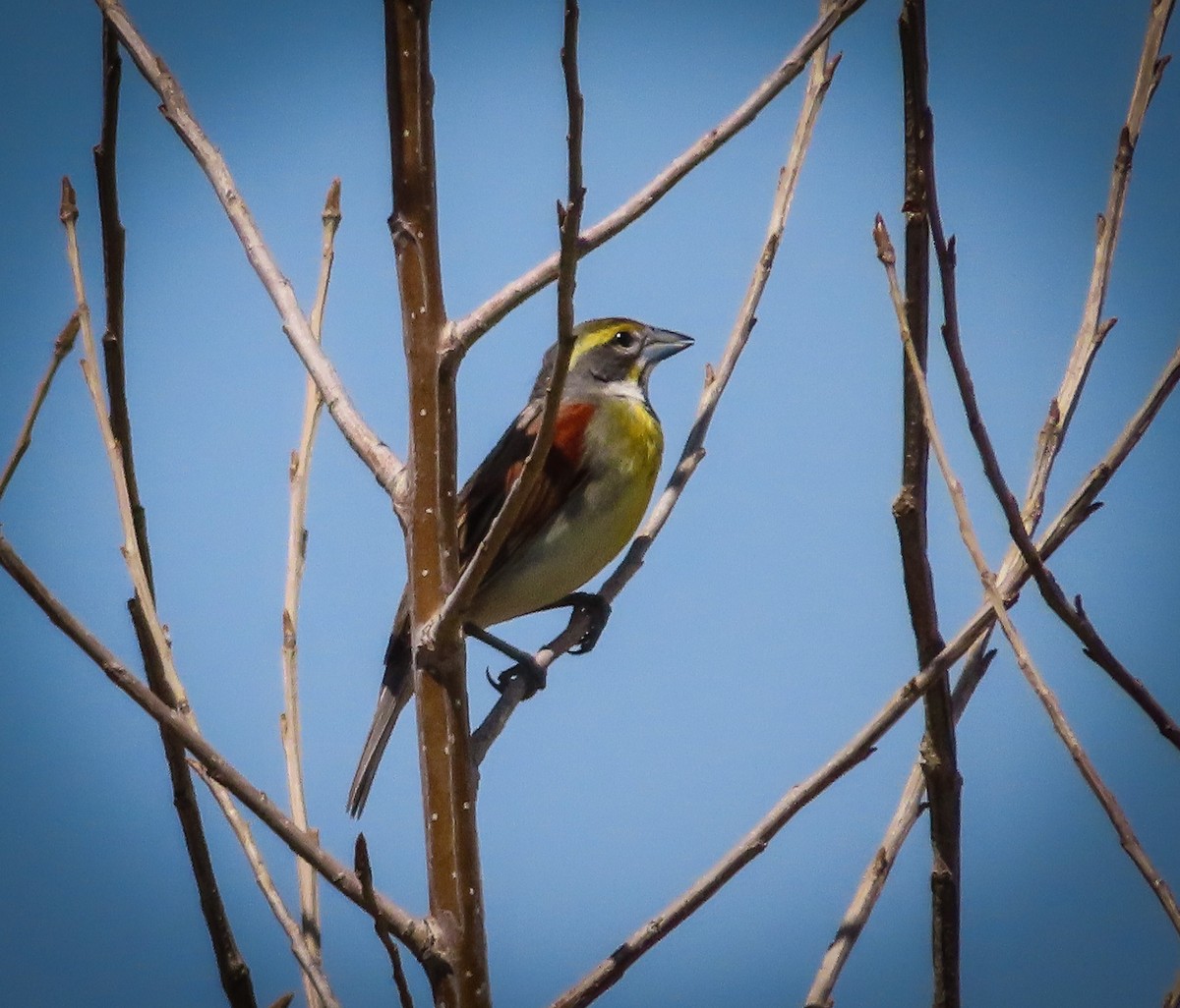 Dickcissel - Randall Williams