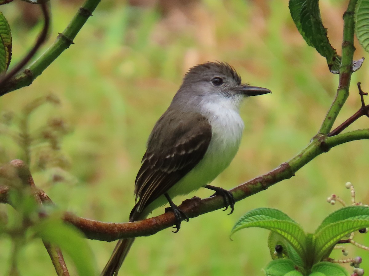 Lesser Antillean Flycatcher - Stephen Younger