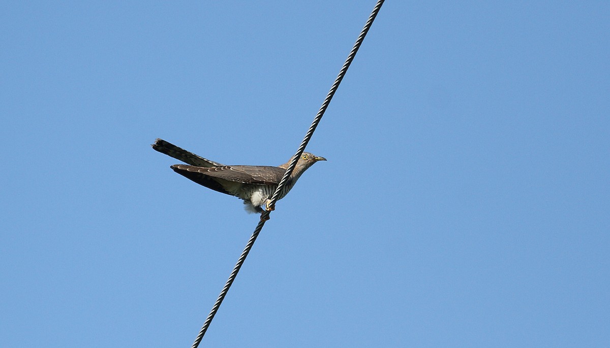 Common Cuckoo - ML448830641