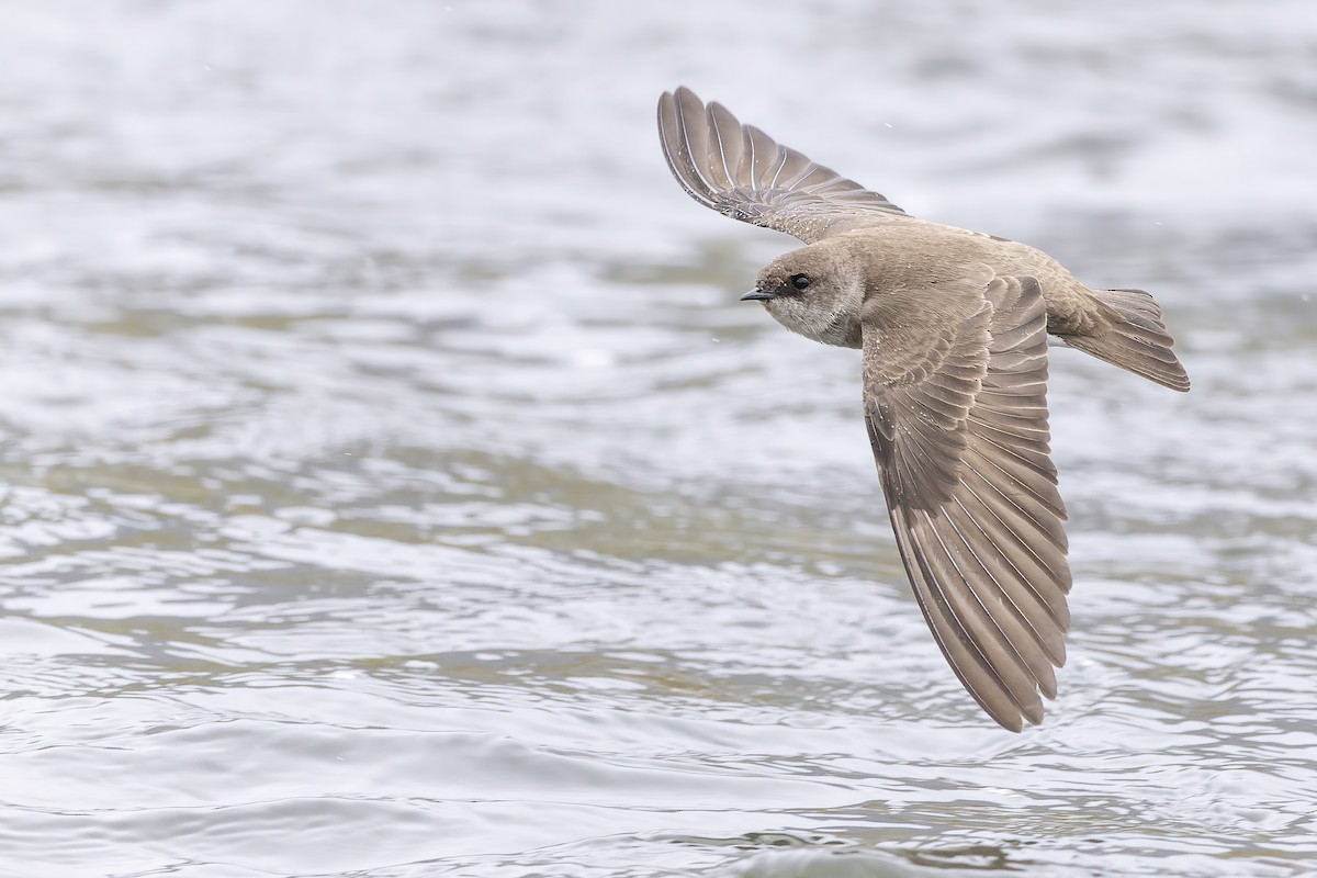 Northern Rough-winged Swallow - ML448831411