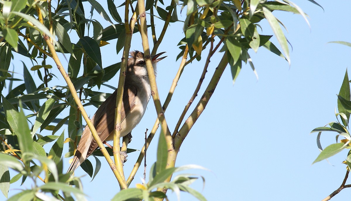 Great Reed Warbler - ML448831681