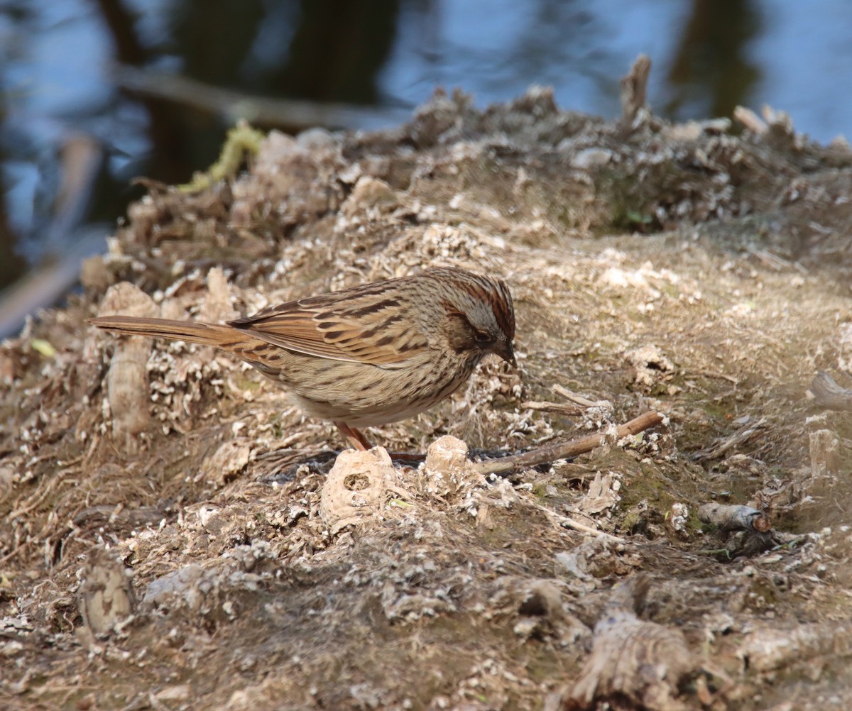 Lincoln's Sparrow - ML448831691