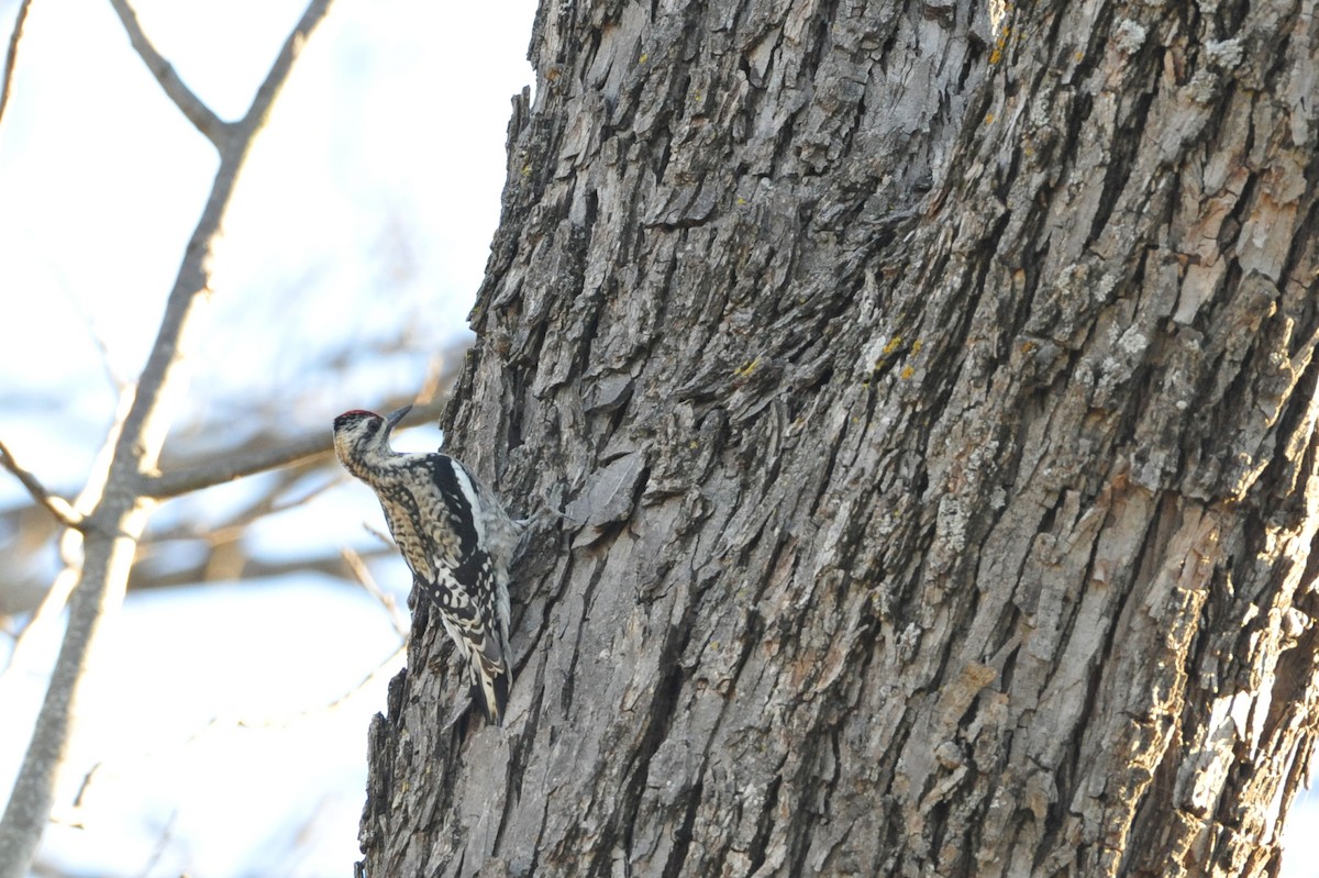 Yellow-bellied Sapsucker - ML44883181