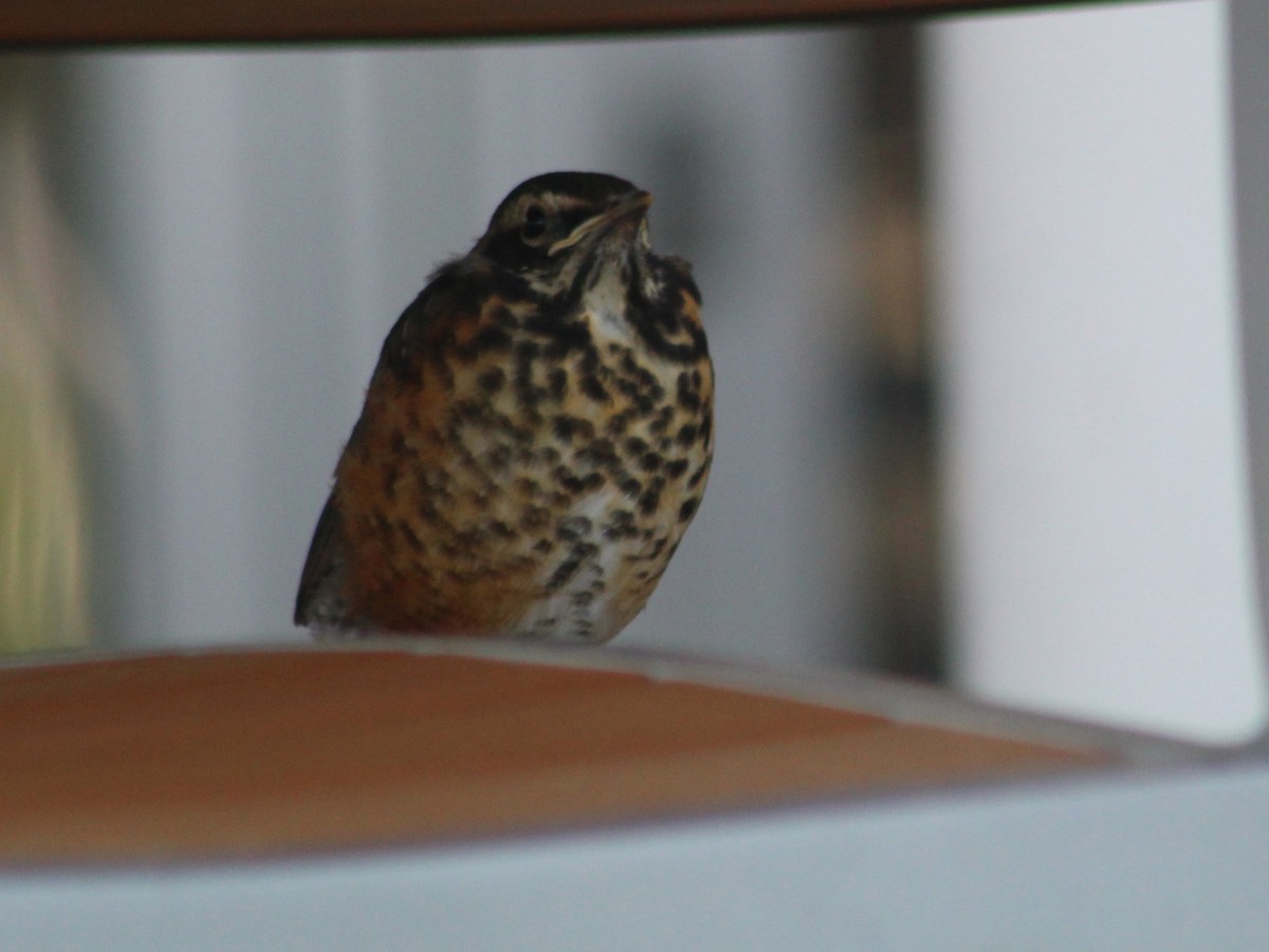 American Robin - ML448832081