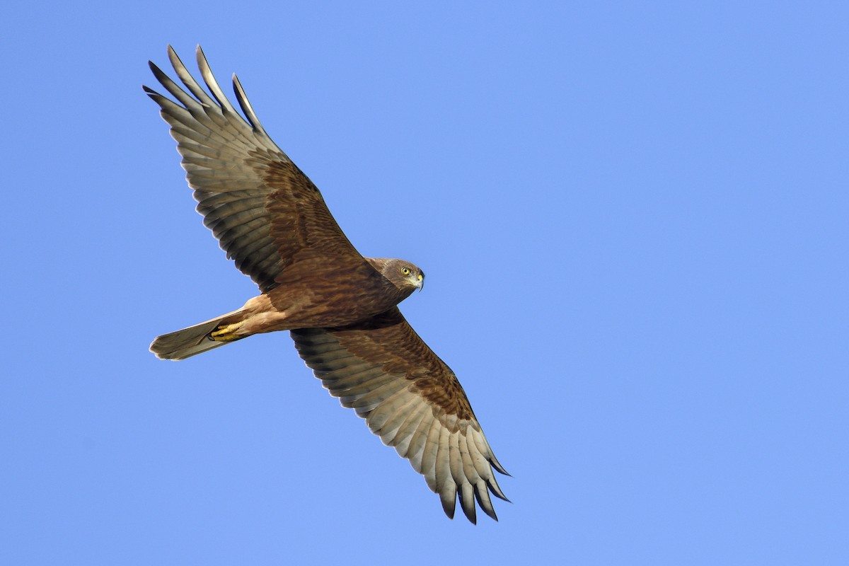 Swamp Harrier - ML448832611